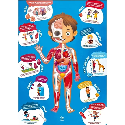 Детский пазл-игрушка "Как устроено тело человека", 60 элементов в кейсе 